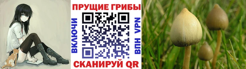 купить   Лаишево  Галлюциногенные грибы мицелий 